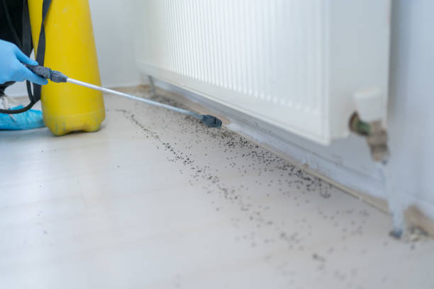 Best Flea Control Services  in Adamsville, AL